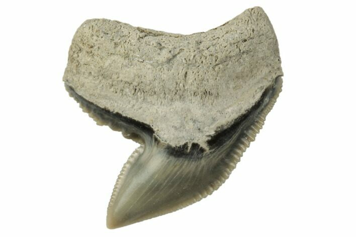 Fossil Tiger Shark (Galeocerdo) Tooth - Aurora, NC #195051